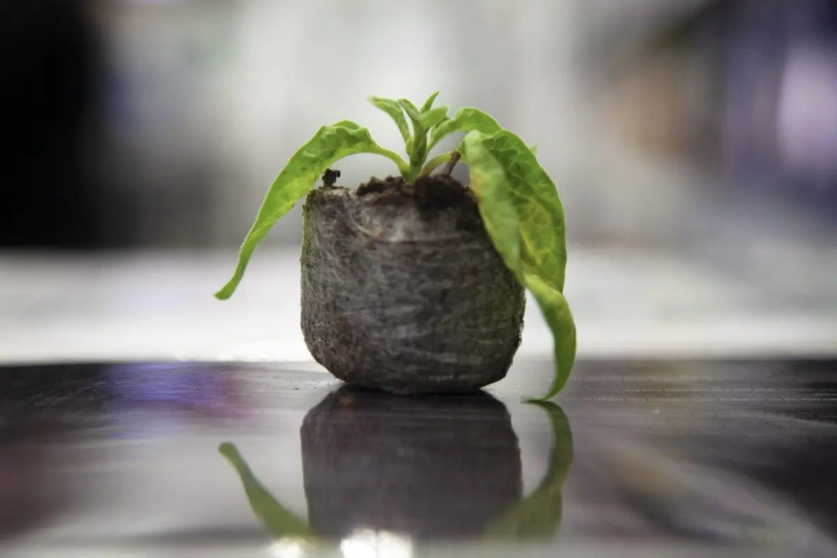 Glossary of Terms and Abbreviations Used in Hydroponics