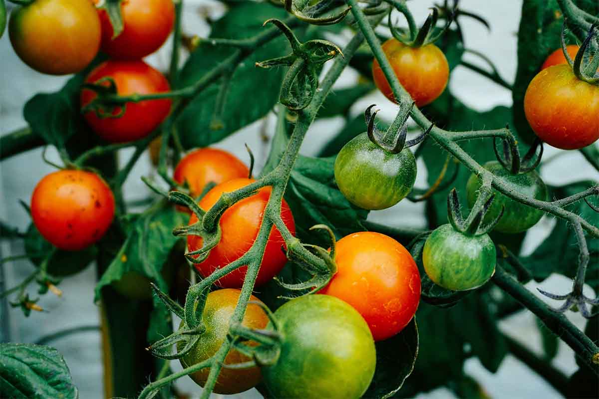 How to Train Your Plants for Increased Yield