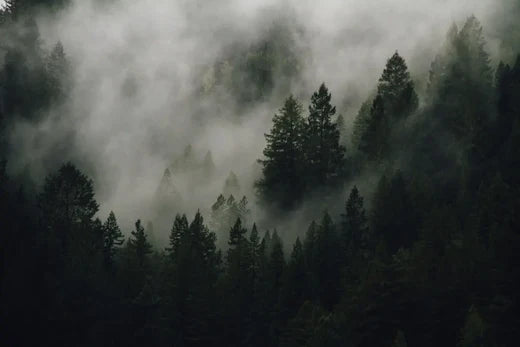 Vapour Pressure Deficit - Understanding How Temperature and Humidity Affect Plant Growth