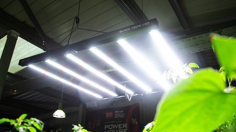 Getting the Best Out of Your LEDs This Winter