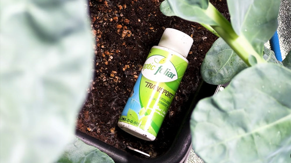 How to Use Foliar Sprays Properly – Optic Foliar Tips from Dinesh Dholliwar
