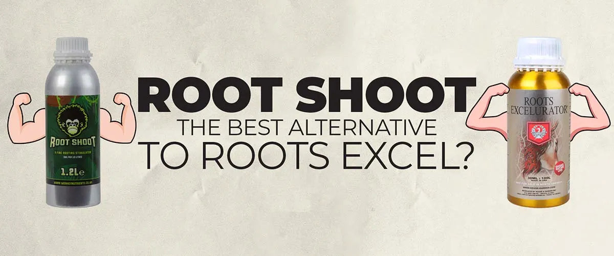 Root Shoot – The Best Alternative to Roots Excel?