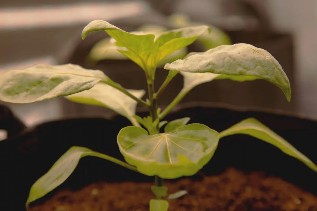 Seeds or Cuttings? Which is Best?