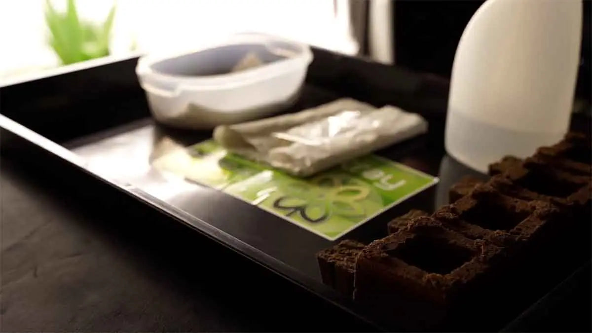 How to Germinate Seeds