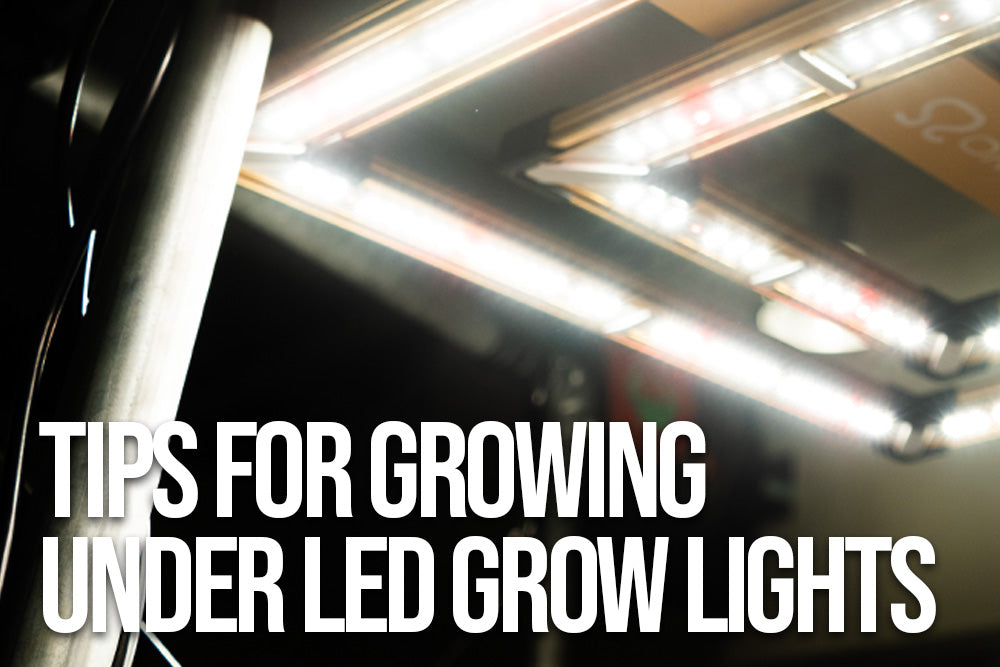 Tips for Growing Under LED Grow Lights