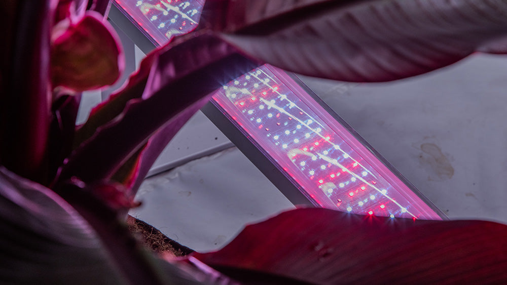 Is Under Canopy Lighting the Secret to Bigger Yields?