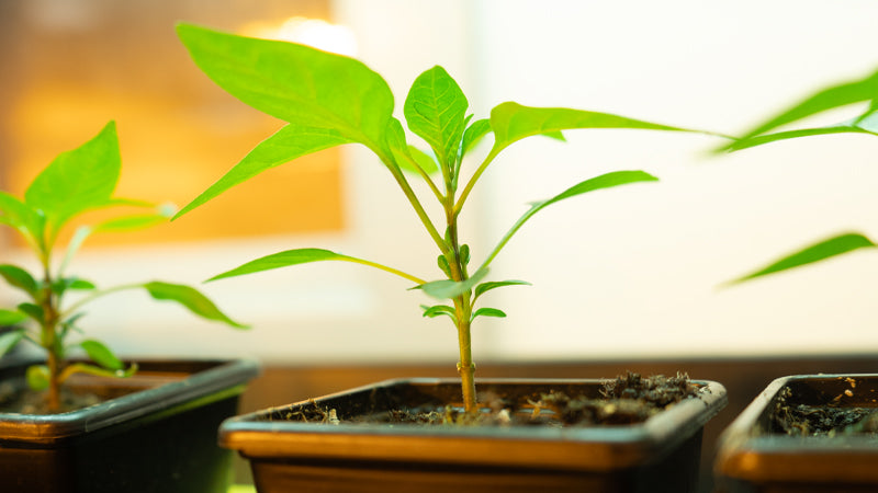 Beginner Grow Tent Setup Guide 2026: What You Need To Start Growing Indoors