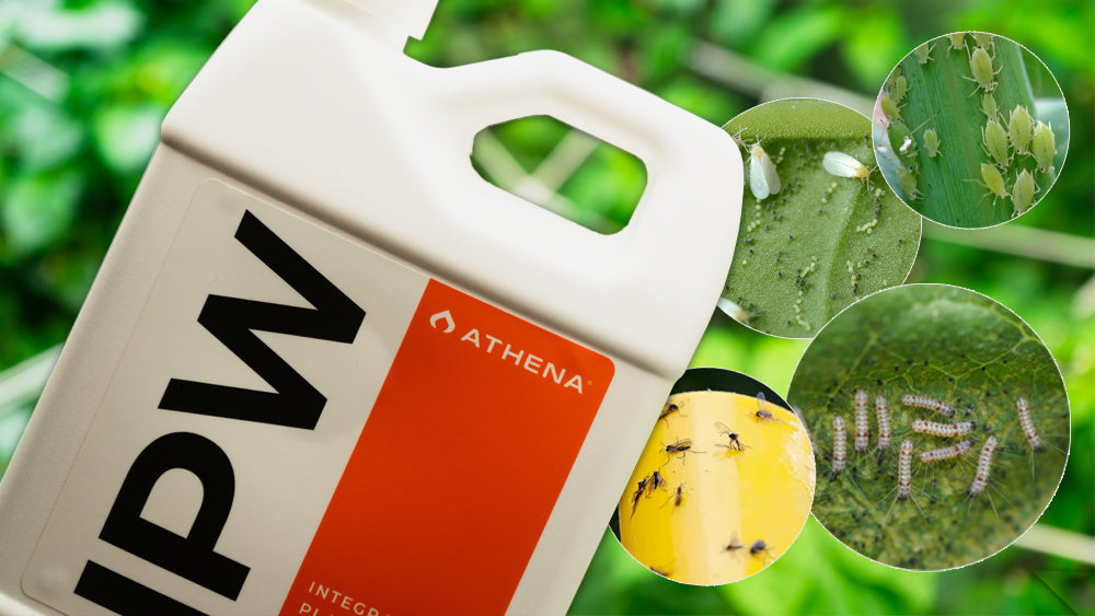 How To Spot Spider Mites, Thrips, Fungus Gnats and more!