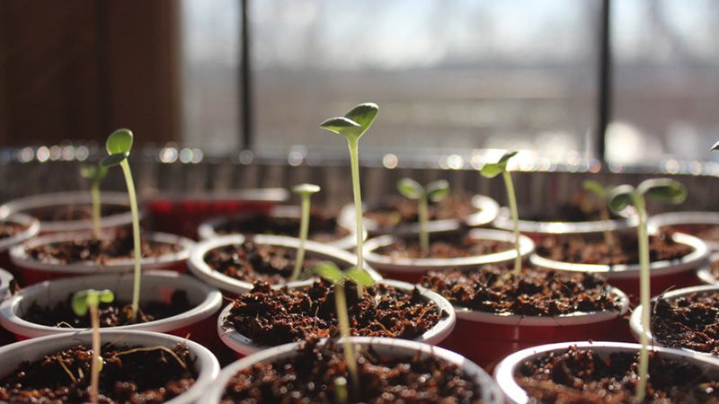 How to Start Growing from Seeds