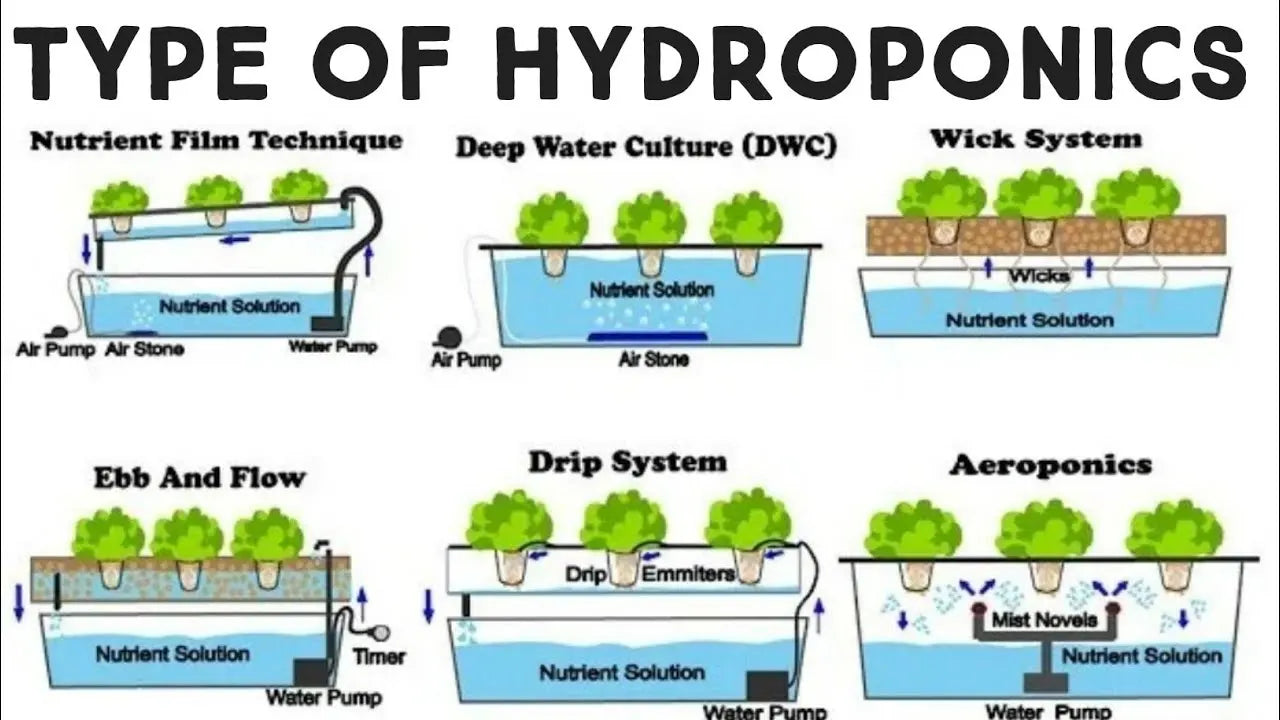 Hydroponics Systems vs Pot-Culture
