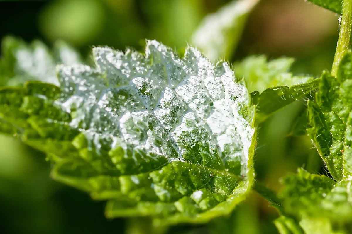 How to Deal with Powdery Mildew