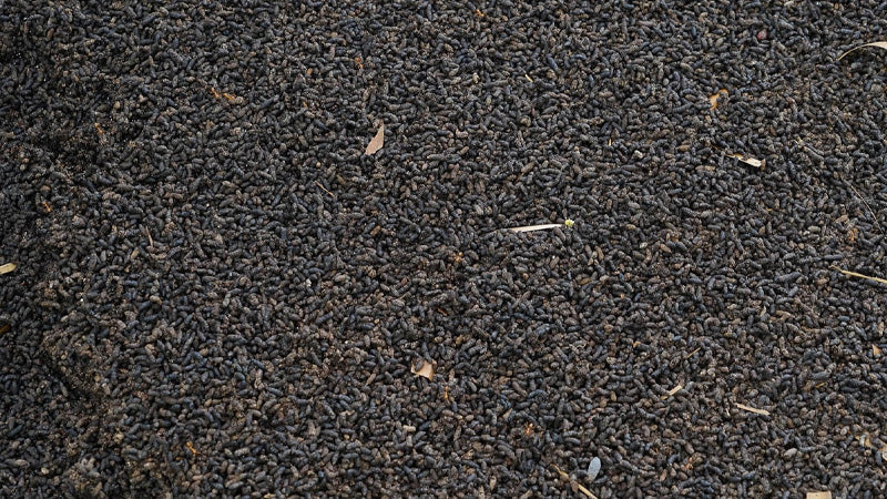 How to use Plagron Bat Guano