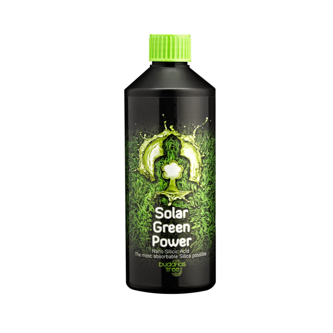 Buddhas Tree - Solar Green Power