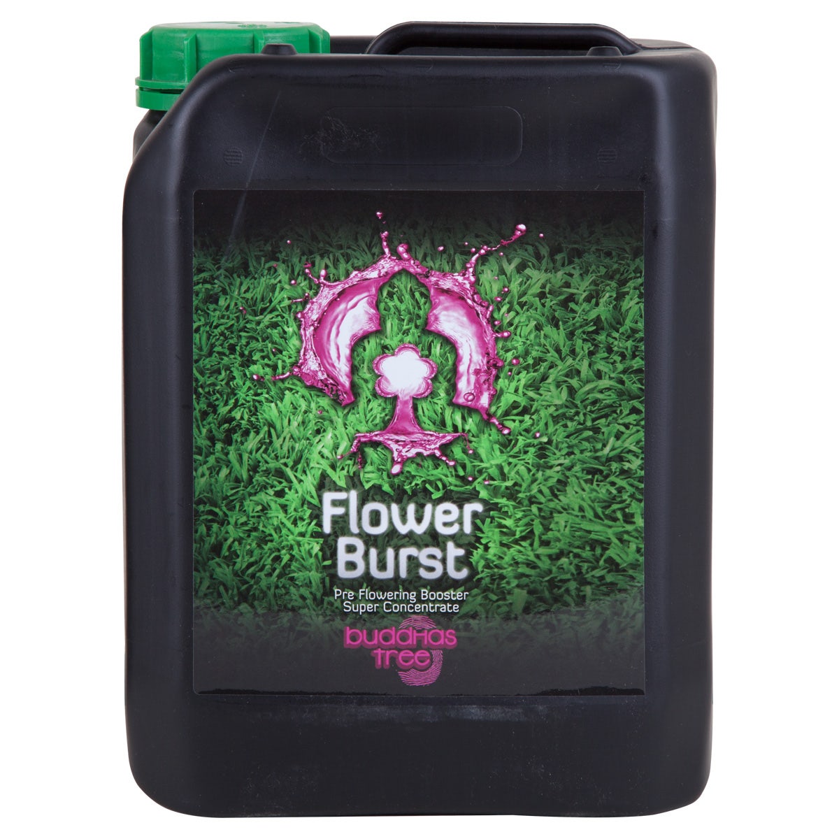 Buddhas Tree - Flower Burst