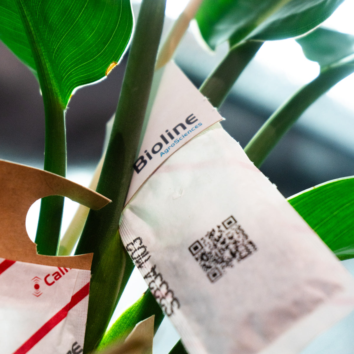 Natural Pest Preventative Kit for Thrips, Mites & Fungus Gnats (Live Predators)