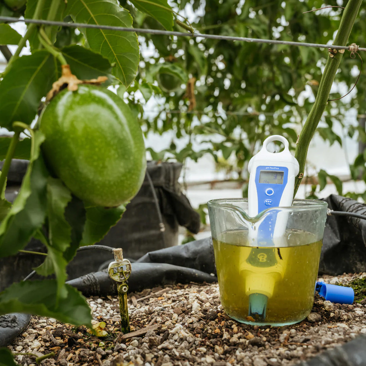 Bluelab pH PenPlus & Replacement pH ProbePlus