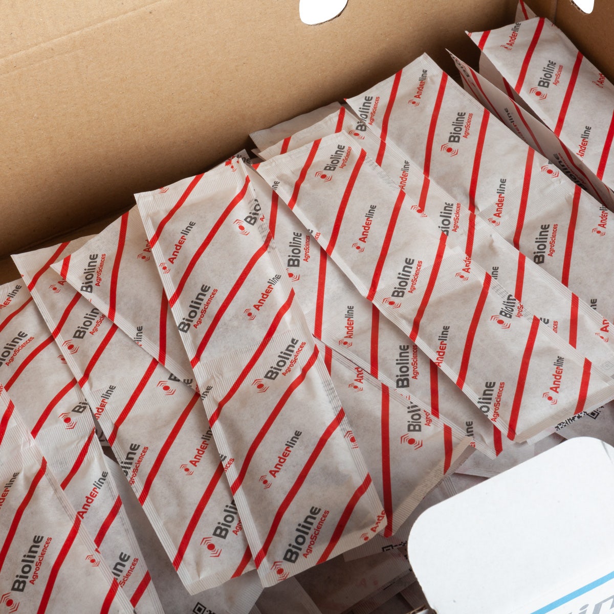 Spider Mite Predators (Amblyseius Andersoni) x 100