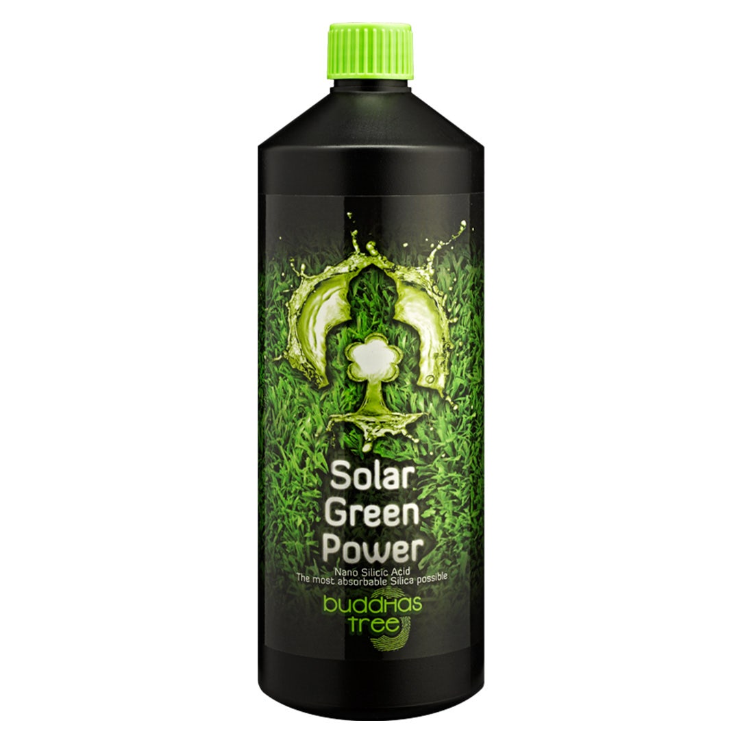 Buddhas Tree - Solar Green Power