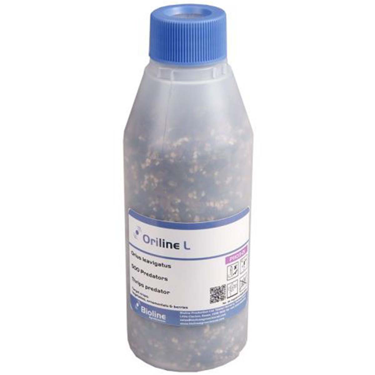 General Pest Predators (Orius laevigatus) x 500 Adults