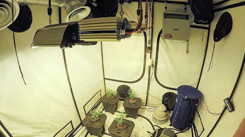 Setting Up A Grow Room: A Beginner’s Guide