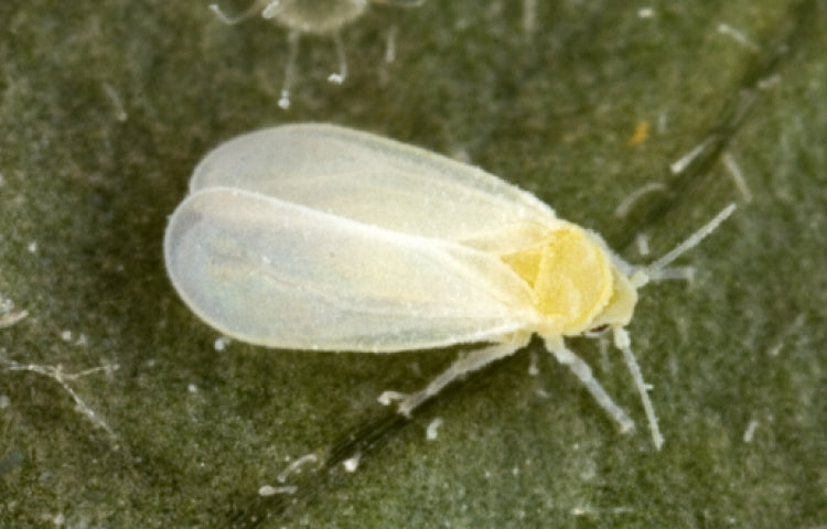 Whitefly & How to Deal With Them