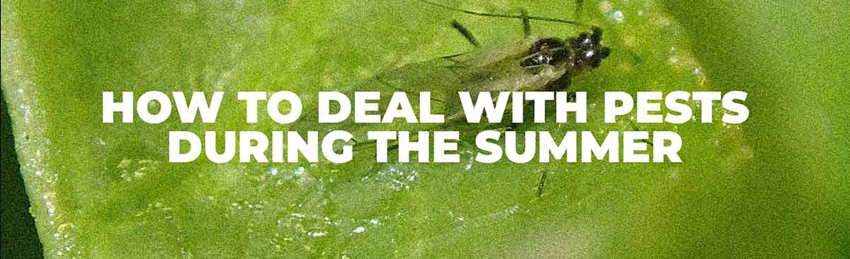 Summer and Pest Problems