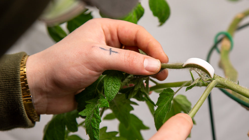 Mastering Plant Training Techniques: How to Train Plants