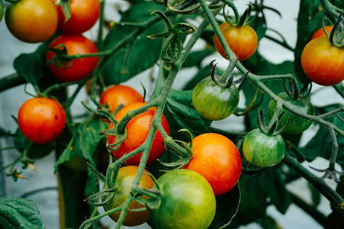 Are You Smarter Than a Tomato Plant?