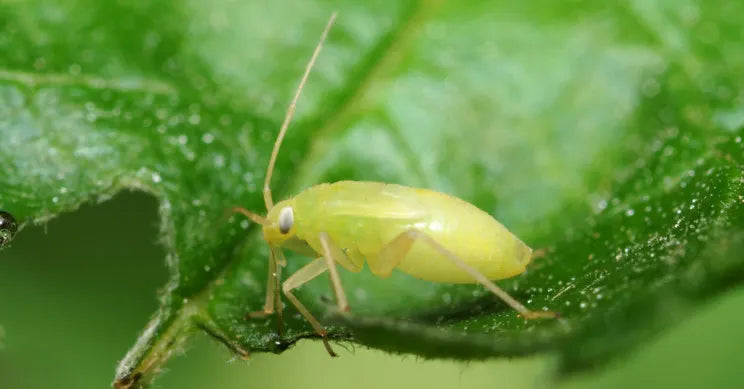 Aphids & How To Deal With Them