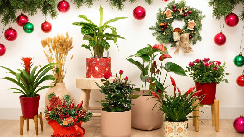 Christmas Cropping Guide