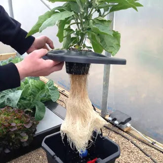 Dichte wortelmassa hydro DWC, voorbeeld van gezonde haarwortels