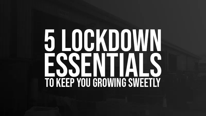 5 Lockdown Essentials to Keep you Growing Sweetly!