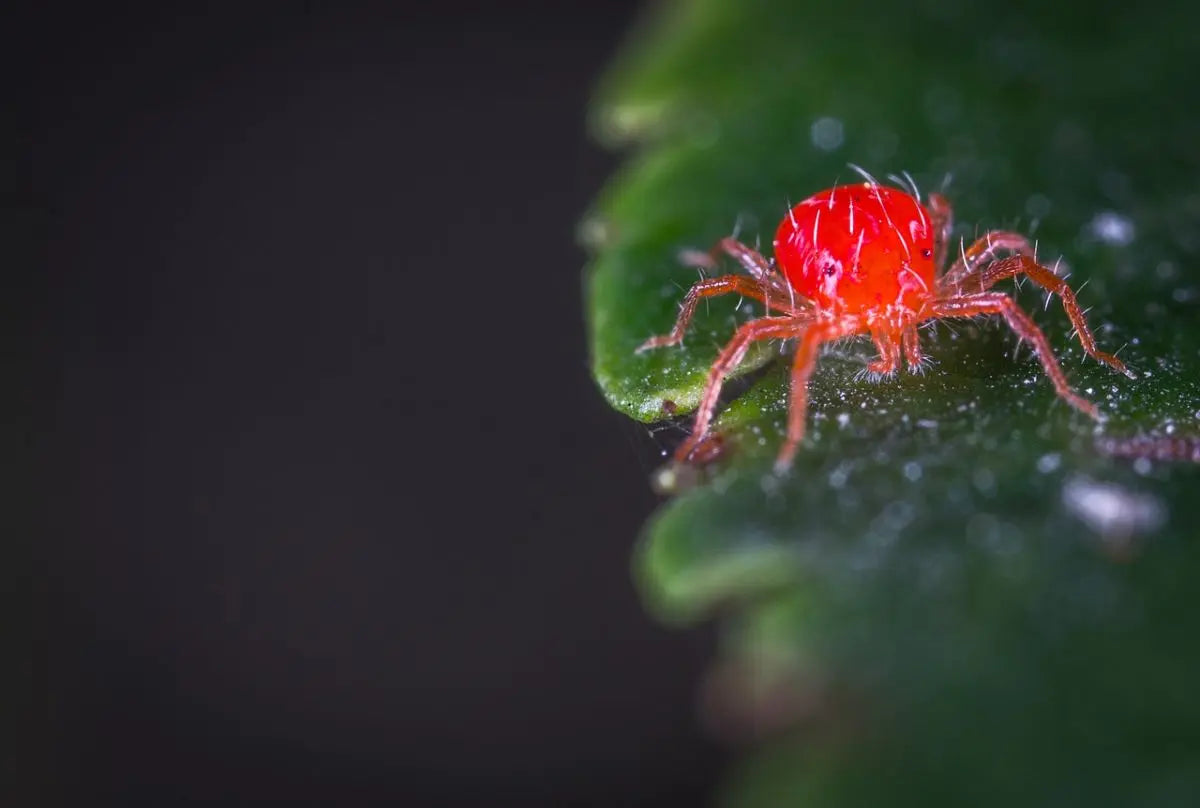 Spider Mites & How To Deal With Them