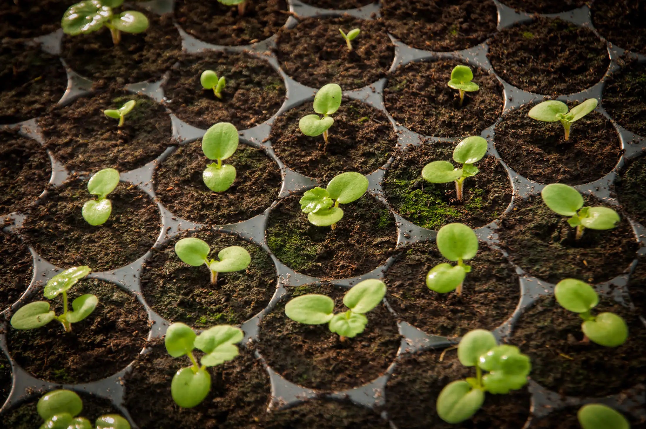 Hydroponics as a Hobby