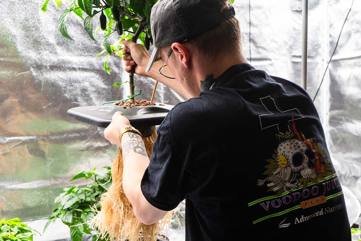 Expert Advice Planting in Coco, Soil or Hydro