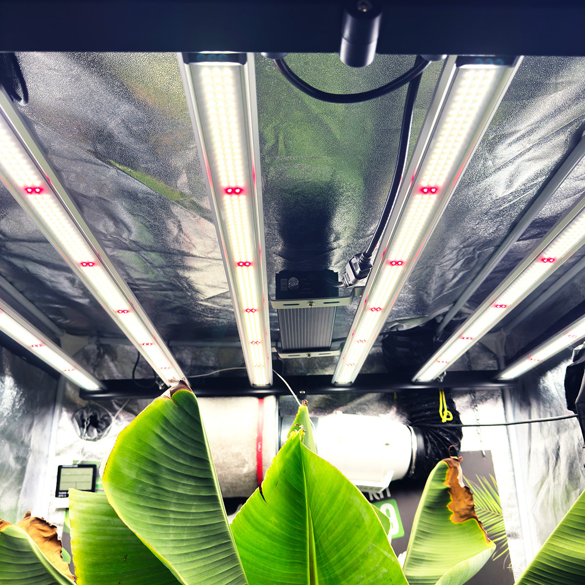 Omega Black 720w LED Grow Tent Kit - 1.2m x 1.2m